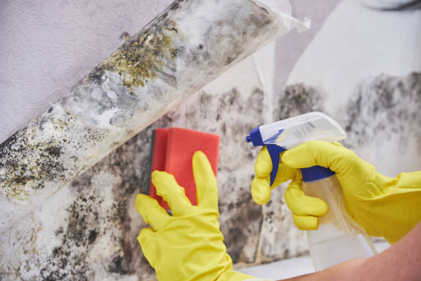 Mold Remediation for Rental Properties in Hawaiian Gardens, CA